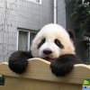 Pandas 11